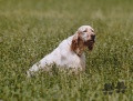 Setter Anglais HERIK DELLA BASSANA Setter Anglais HERIK DELLA BASSANA